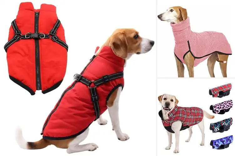 Detailed view of Best Stylish Dog Coats