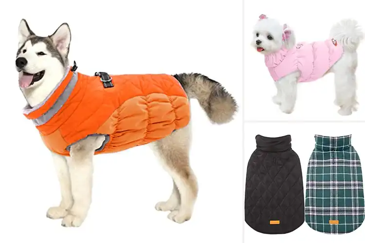 Detailed view of Best Warm Dog Jackets for Cozy Comfort & Outdoor Adventures